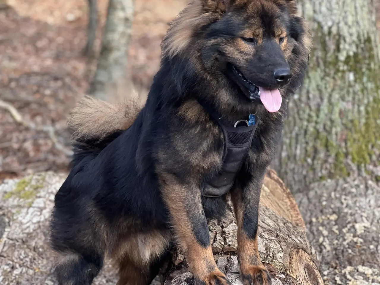 Billede 4 - Eurasier Hunde avl/parring