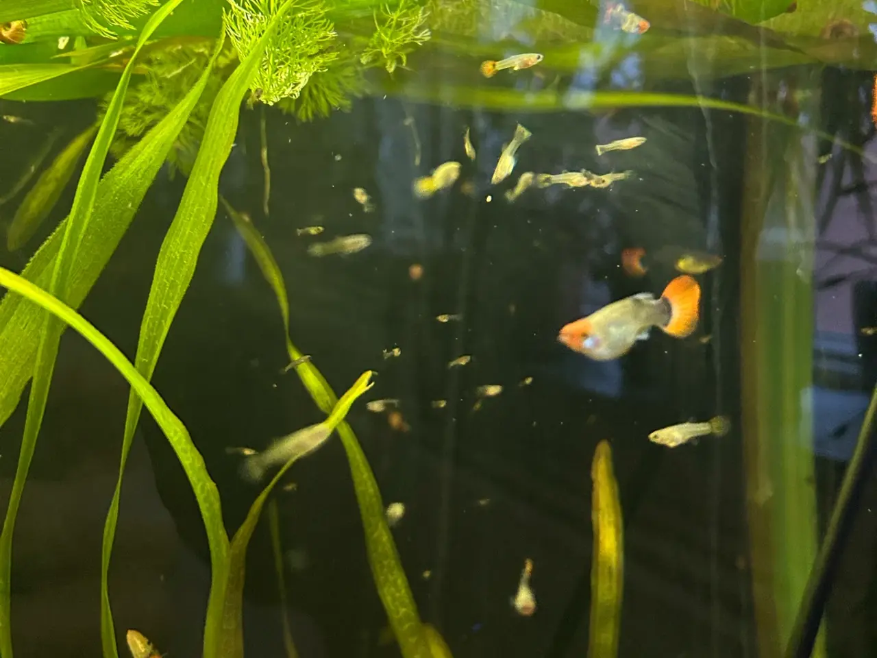 Billede 7 - ❤️🐟 Rednose Dumbo Guppy – Smuk Kontrast (unger)