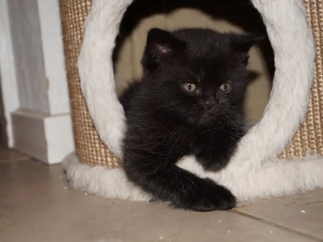Billede 8 - British shorthair killinger med stamtavle