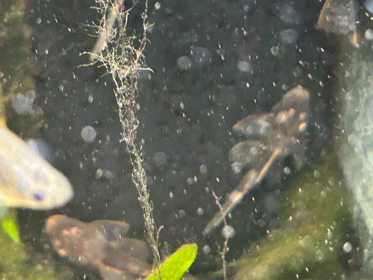 Billede 5 - 🐟 LDA16 Ancistrus maller – sunde og aktive