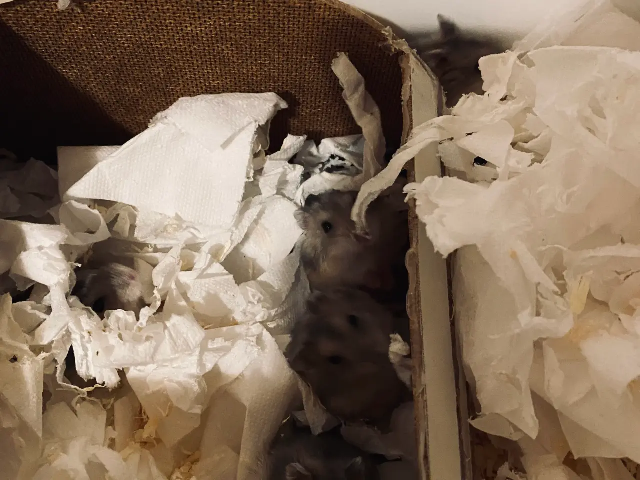 Billede 2 - Piger og drenge Hamster