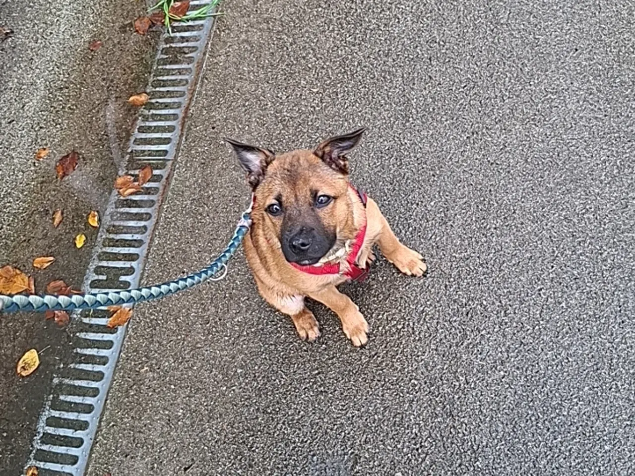 Billede 10 - Staff blanding søger nyt hjem🐶❤️