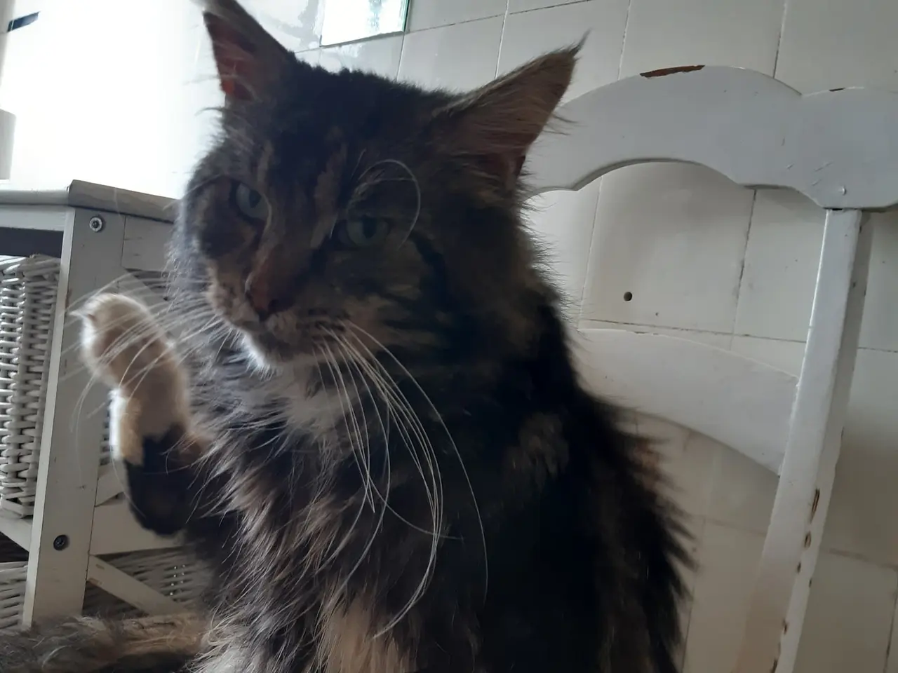 Billede 10 - Skønne Maine Coon Blandinger