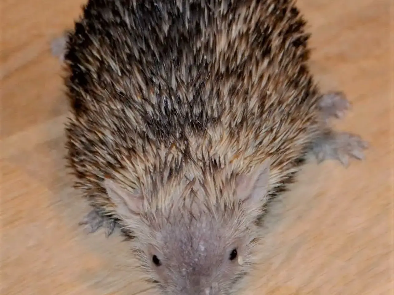 Billede 11 - Tenrec 