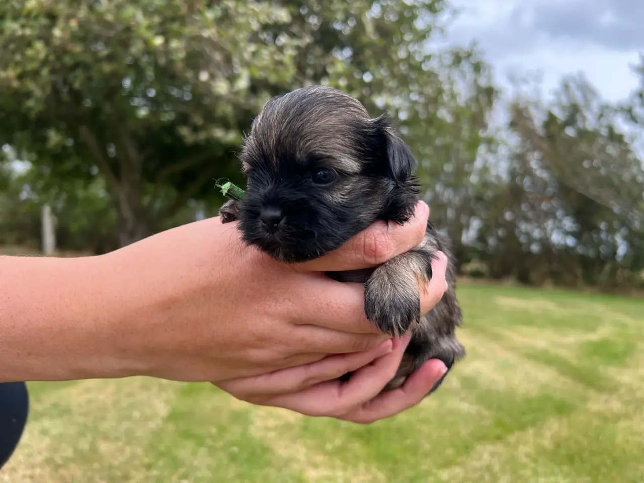 Billede 6 - Havanais - shihtzu