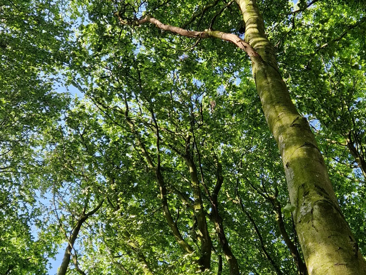 Billede 1 - Rågeregulering tilbydes 