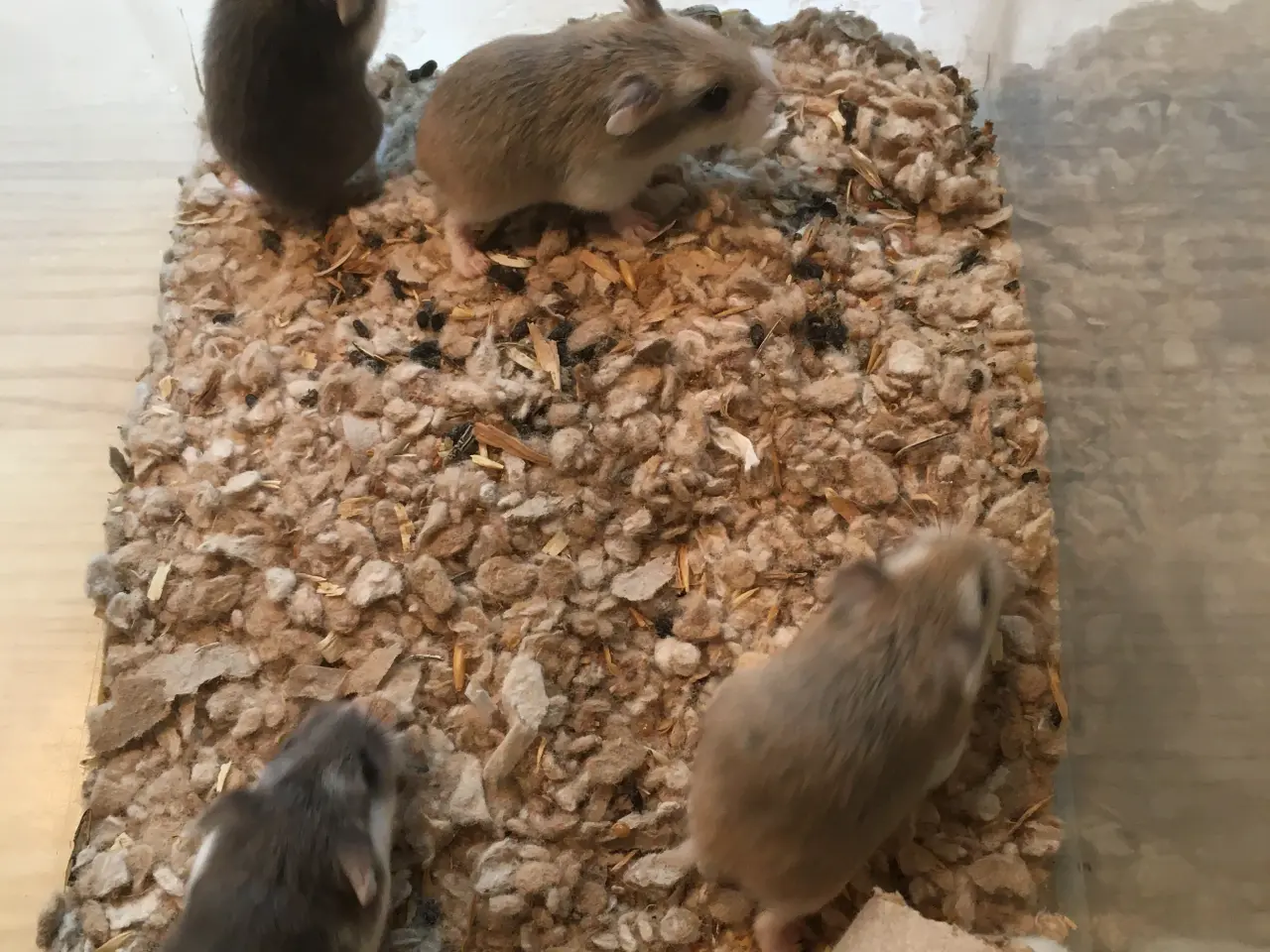 Billede 3 - Roborowski hamster