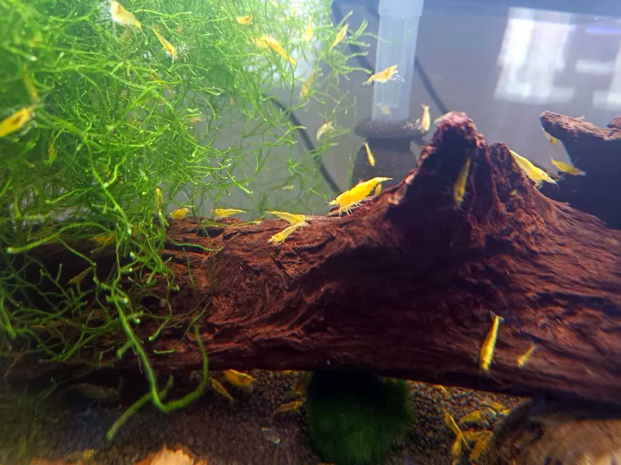 Billede 2 - Gule Neocaridina – Yellow Fire Neon Backstripe