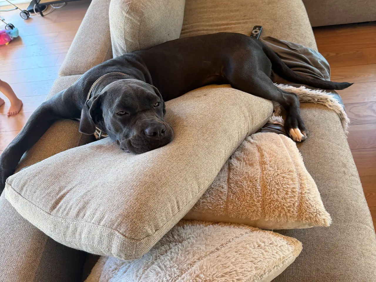 Billede 7 - Cane corso