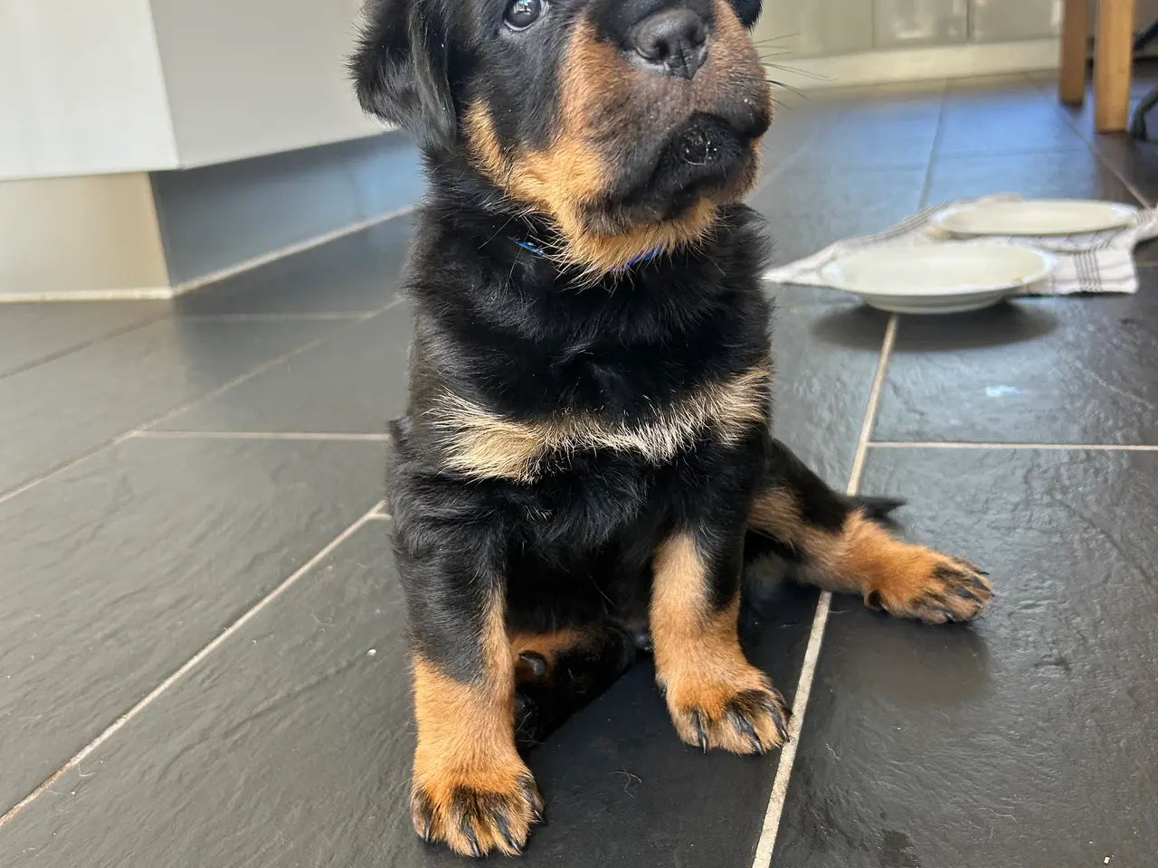 Billede 7 - Rottweiler hvalpe til salg