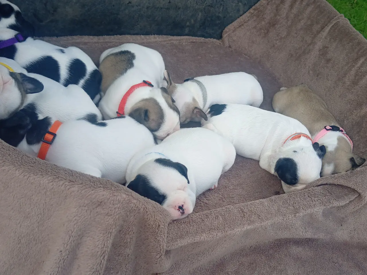 Billede 6 - Französische Bulldoggen