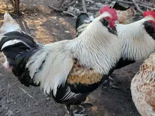 Faverolles rugeæg