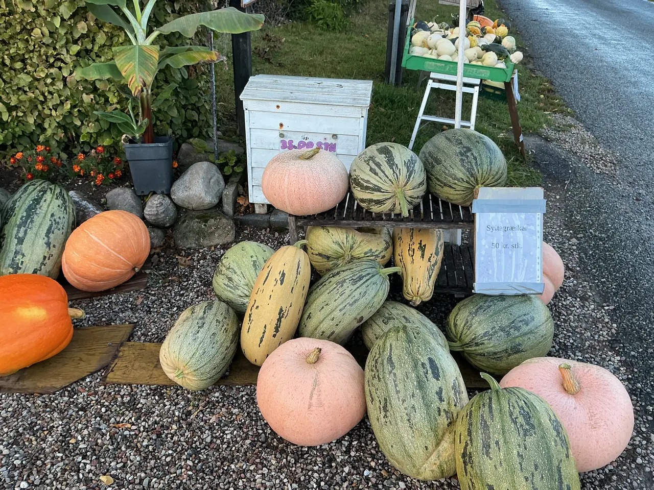 Billede 4 - Græskar i den lille bod på Koelbjergvej 12 Vissenb