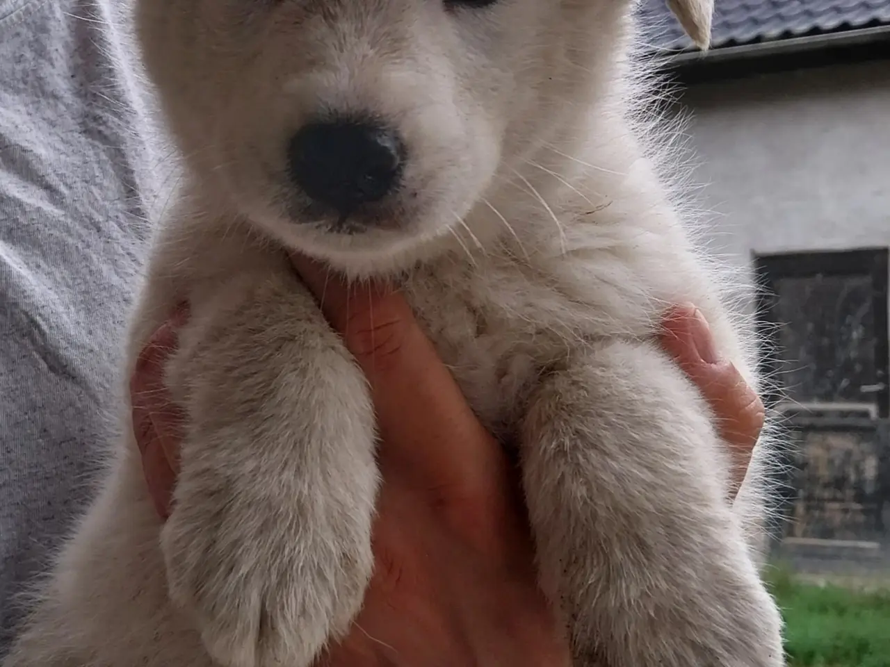 Billede 6 - Siberian Husky/Alaskan Malamute/Samojede