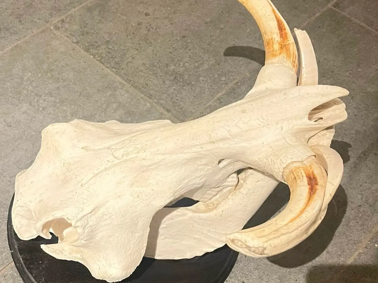 Billede 2 - STORT  WARTHOG TROFÆ PÅ PLADE