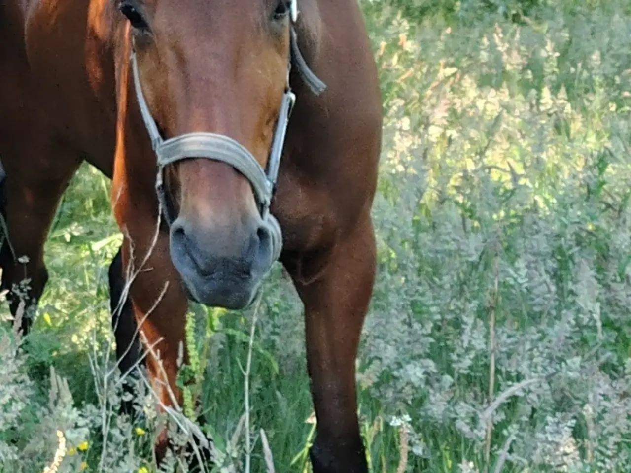 Billede 1 - Hest byttes for Pony