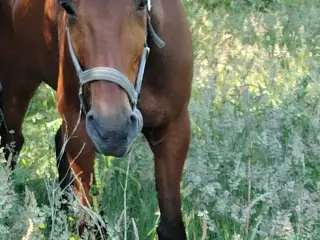 Hest byttes for Pony