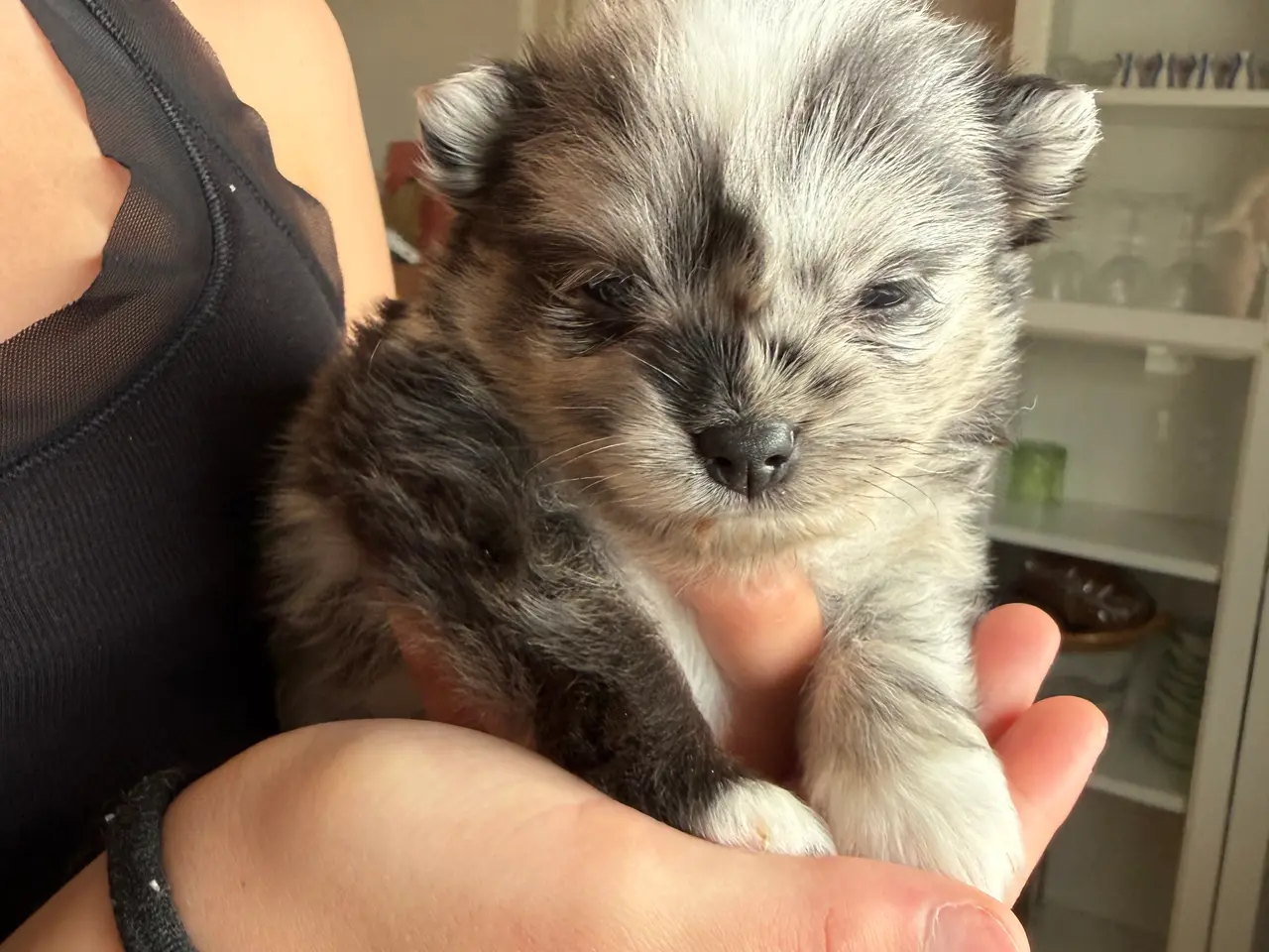 Billede 3 - Pomchi drenge 🩵🩵