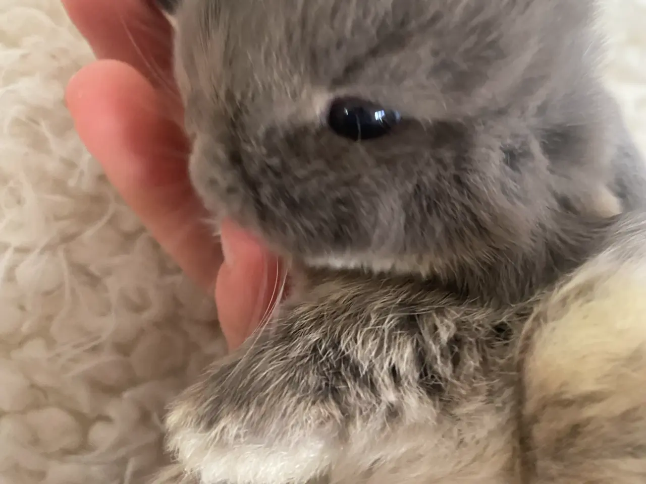 Billede 12 - Mini lop kanin unger