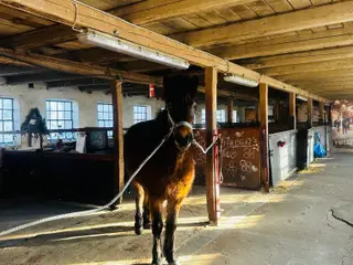 3 årig skøn vallak. Exmorepony. 