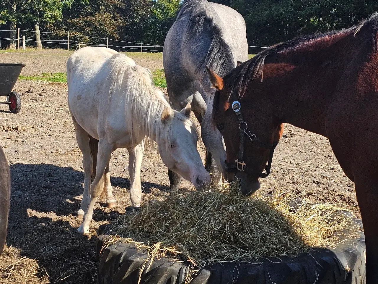Billede 6 - 3 års welsh hingst
