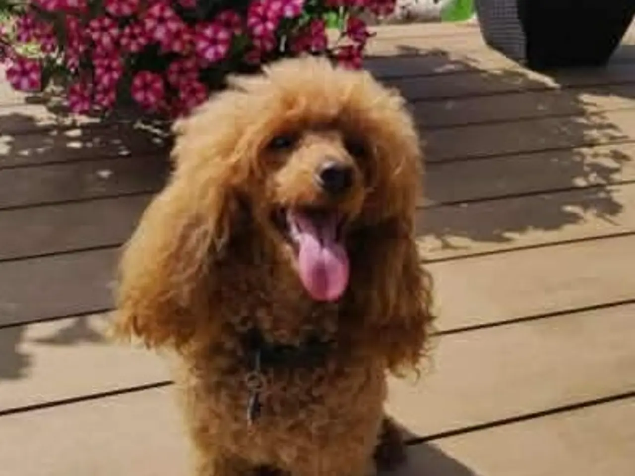 Billede 11 - Lækre Labradoodle hvalpe