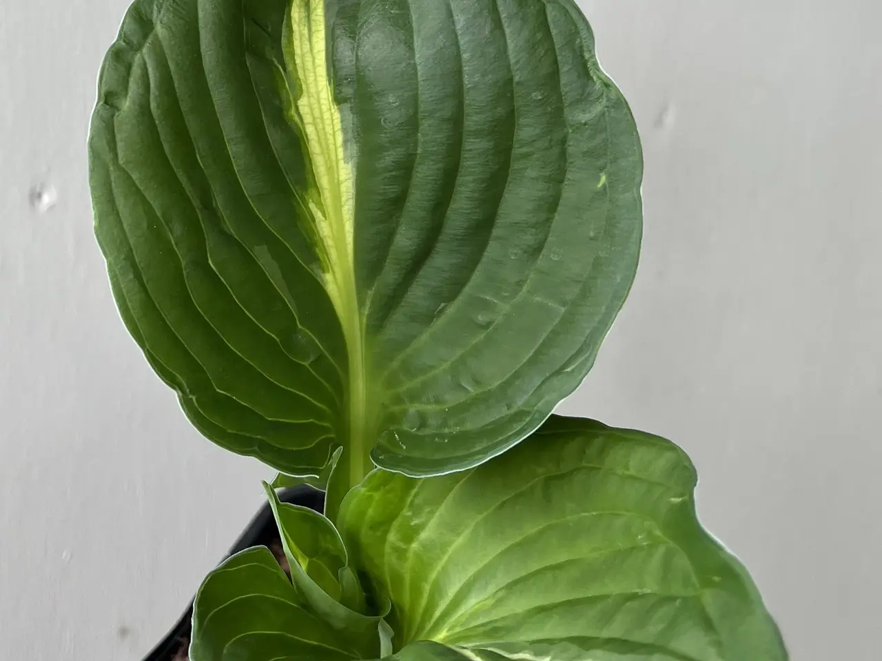 Billede 1 - Hosta sælges