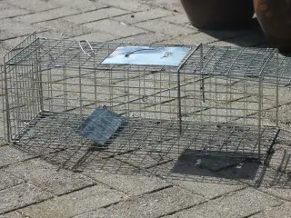 Mårhunde / Ilder fælde