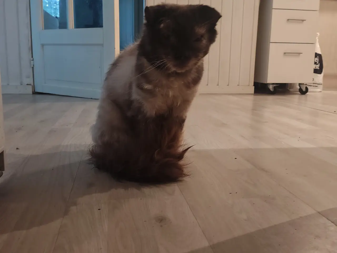 Billede 14 - Main Coon / Ragdoll blanding