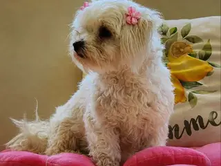 lille Bella, kommer til DK 12/09 