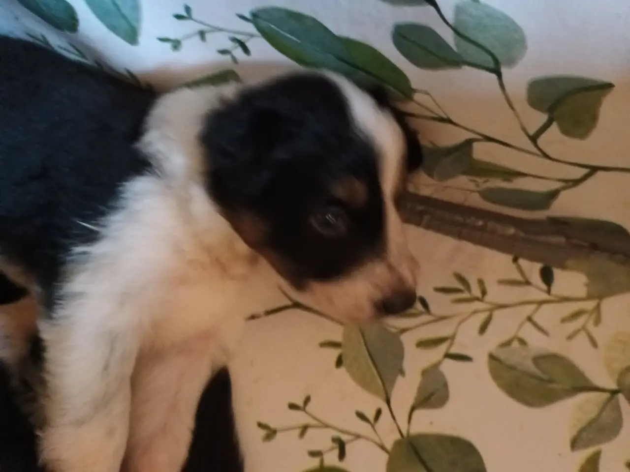Billede 5 - Border collie hvalpe