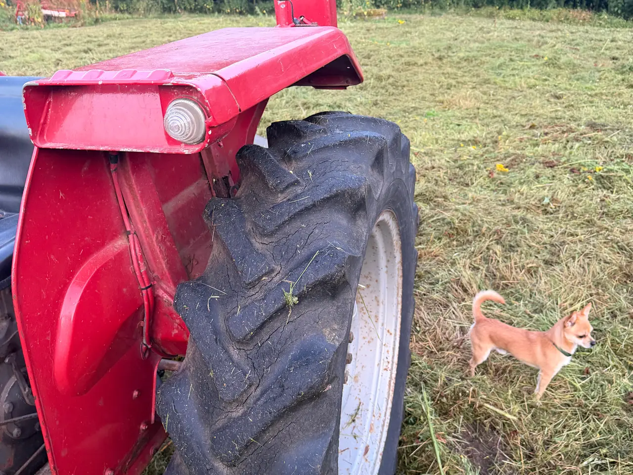Billede 5 - Massey Ferguson 135 diesel