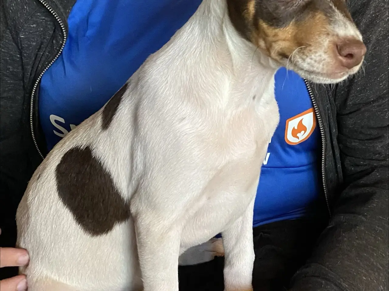 Billede 7 - Hundehvalpe Dansk/svenskgårdhunde