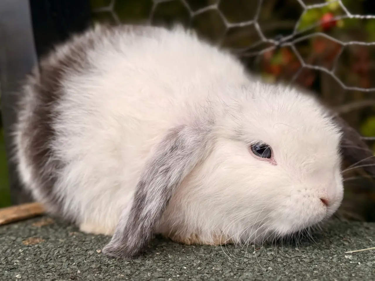 Billede 2 - Mini Lop dreng