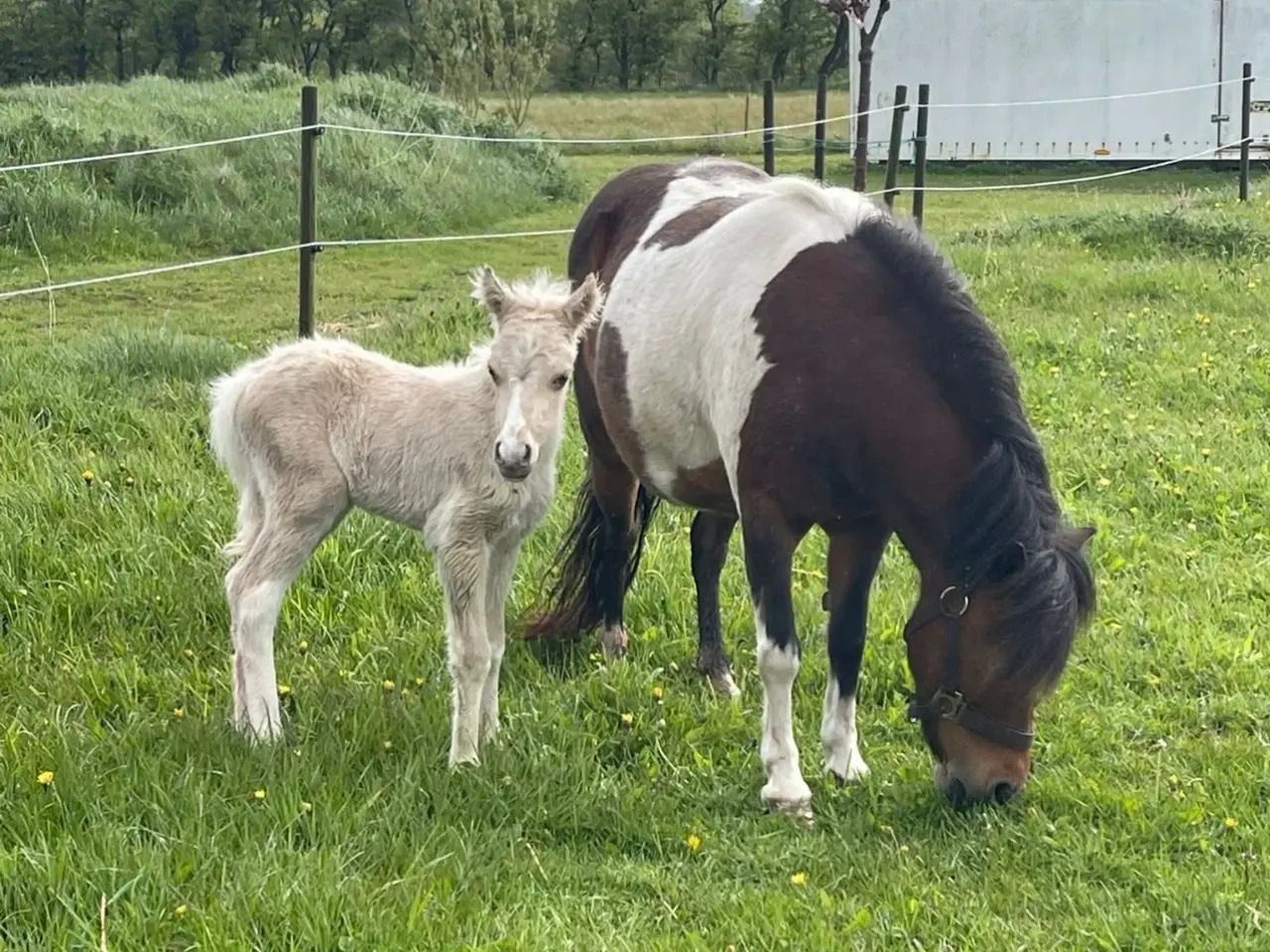 Billede 7 - Welsh partbred hingsteføl