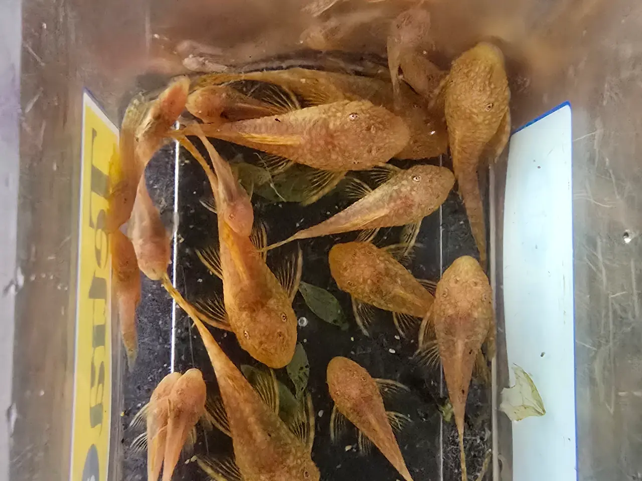 Billede 1 - Albino ancistrus