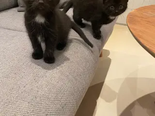 Kattekillinger 