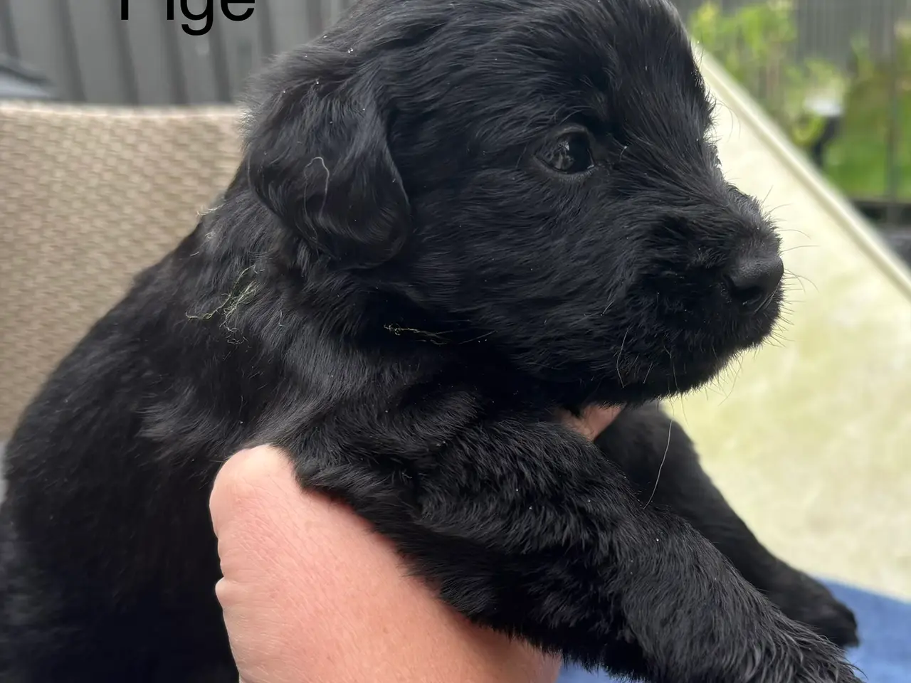 Billede 3 - Dejlige double doodle af labra og goldendoodle