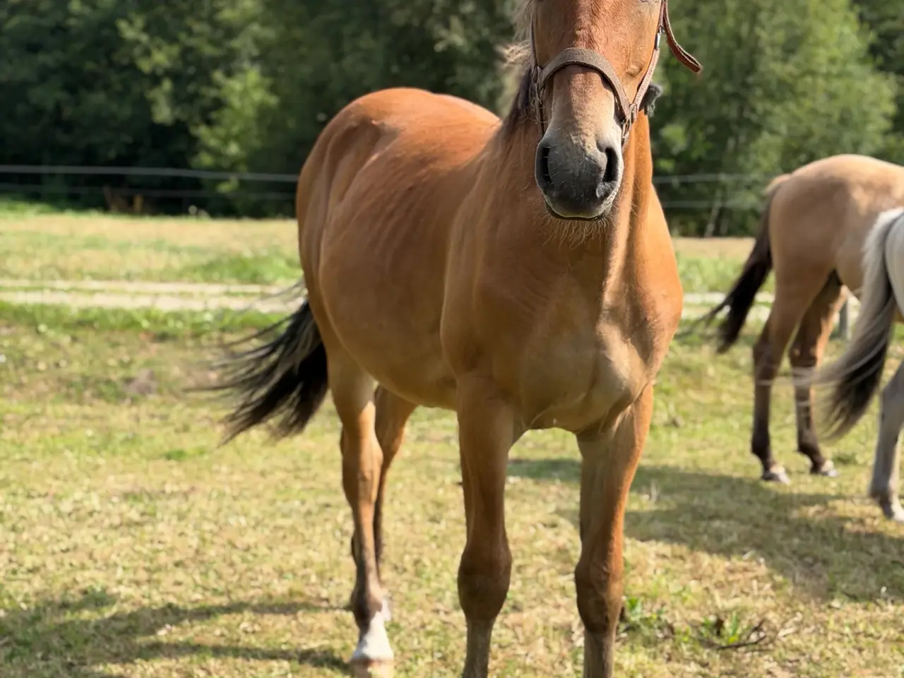 Billede 1 - Haflinger mix plag