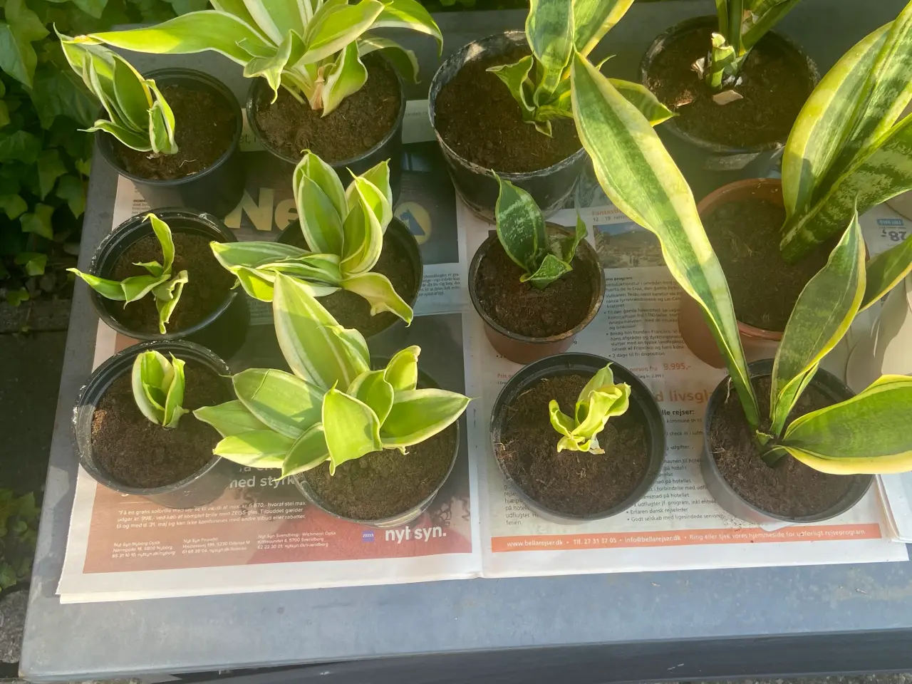 Billede 1 - Bajonetplanter (Svigermors skarpe tunge)
