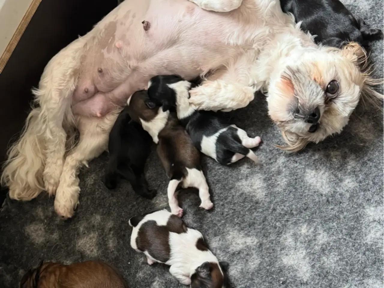 Billede 2 - Shih tzu hvalpe