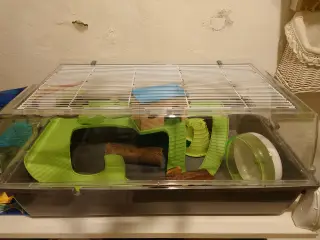 Hamster bur