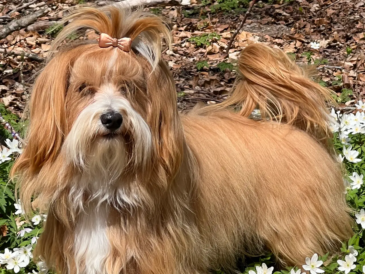 Billede 3 - 🧡Tilbydes til parring 🧡