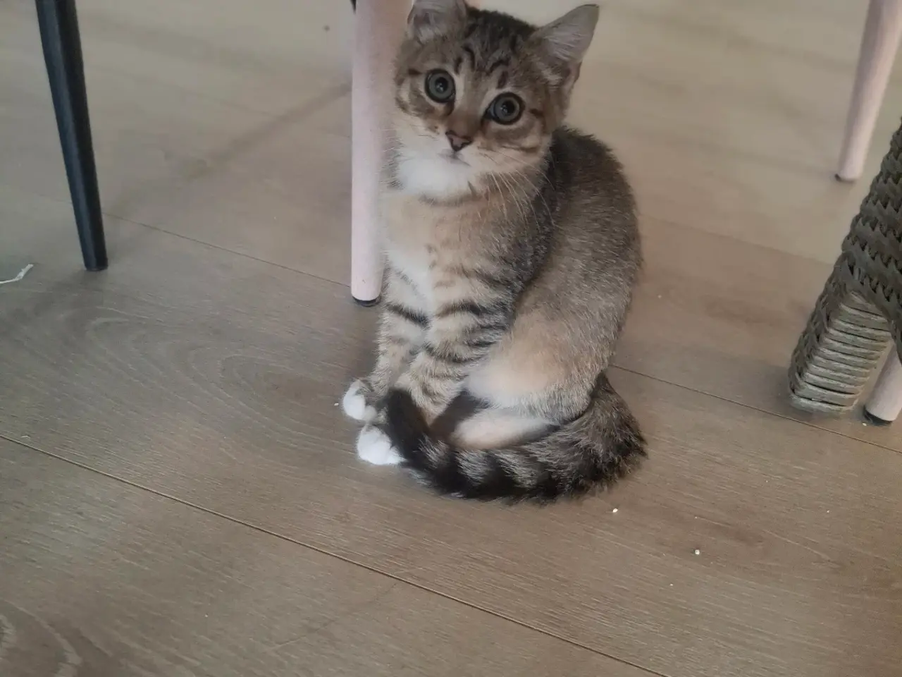 Billede 2 - British Shorthair 