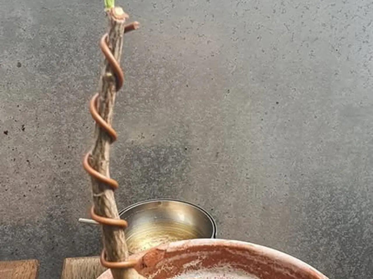Billede 6 - 4-6 stk. Baobab-plante til salg (Bonsai)