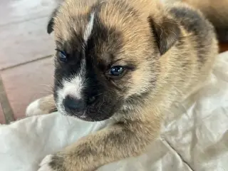 Japansk Akita hvalpe