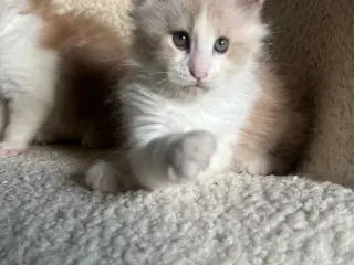 Mainecoon killinger søger nye hjem