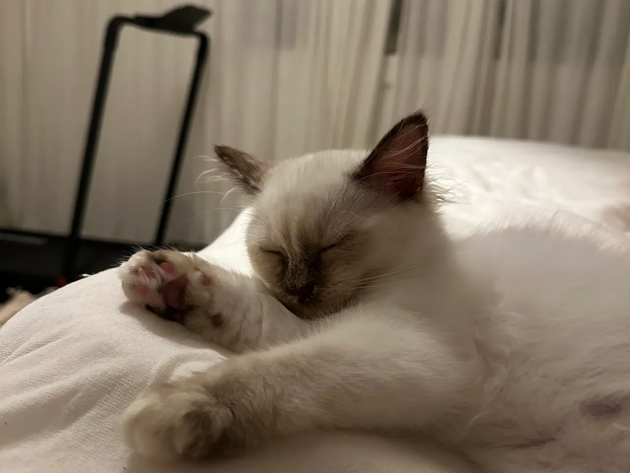 Billede 3 - Ragdoll / hellig birma