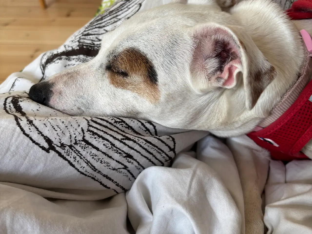 Billede 5 - Jack Russell Terrier til Omplacering