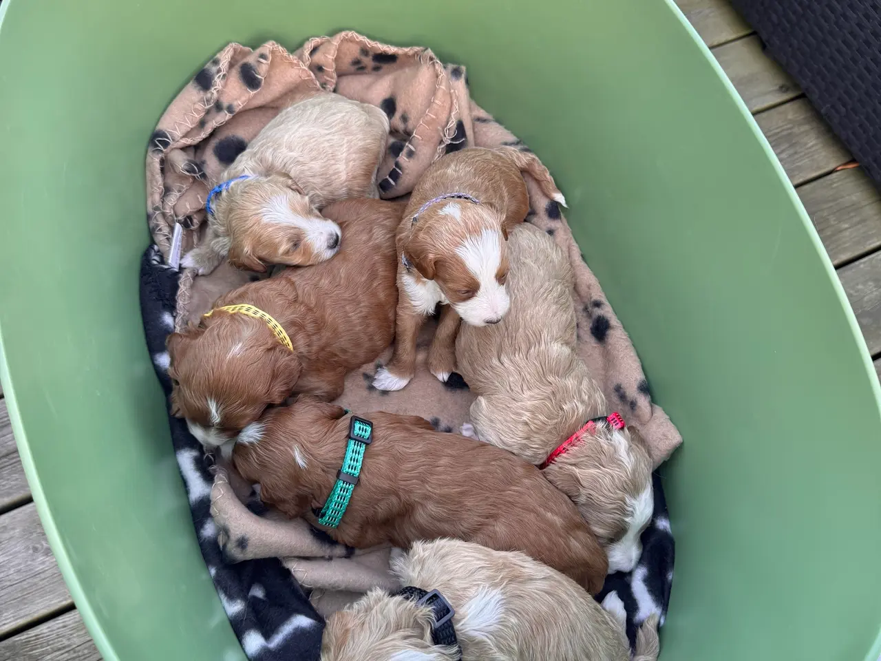 Billede 2 - Maltipoo-hvalpe søger deres familier
